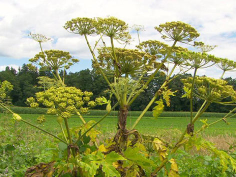 Riesen-Bärklau - Die Killerpflanze des Sommers