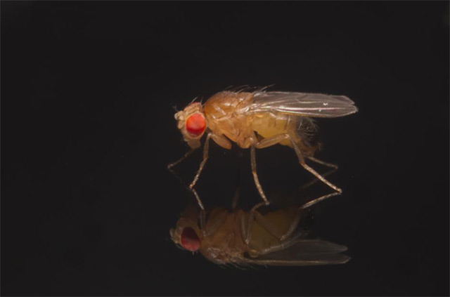 Fruchtfliege Drosophila in Großaufnahme