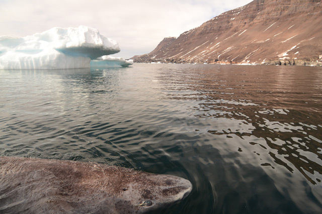 Grönlandhai