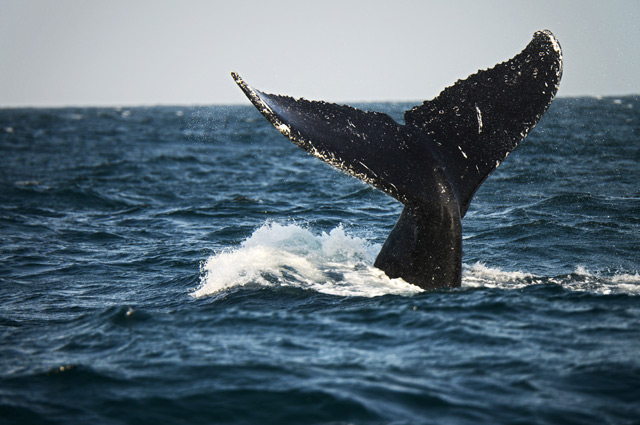 Schwanzflosse eines Buckelwals ragt aus dem Wasser