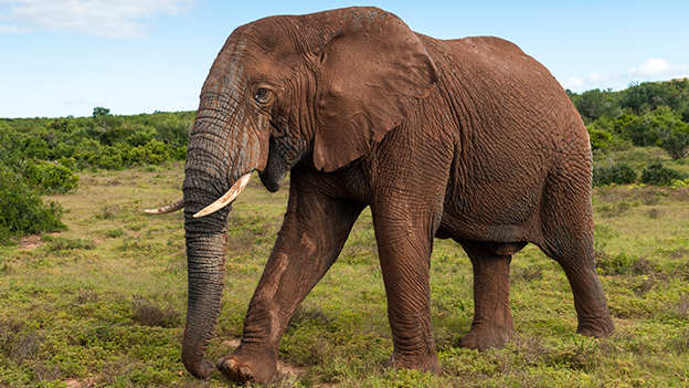 Elefant im Addo Elephant National Park