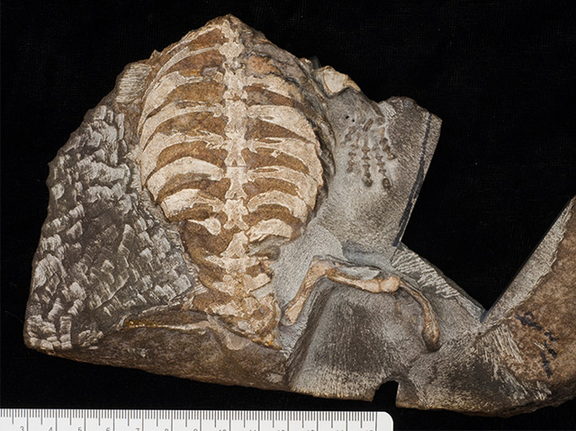 Fossil der Proto-Schildkröte Eunotosaurus