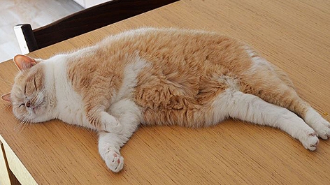 eine dicke, rotweiße Katze schläft auf dem Tisch