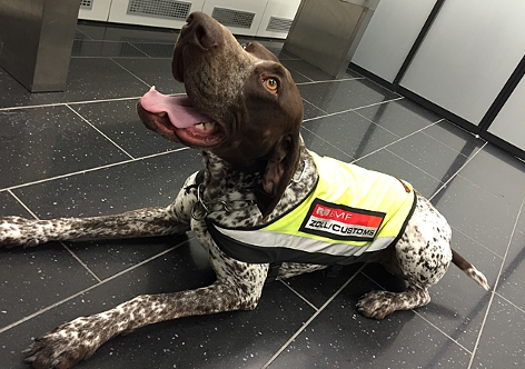 ein braunweißer Hund trägt eine gelben Signalweste mit der Aufschrift "Zoll"
