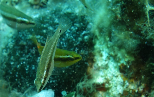 Augenfleck-Lippfische