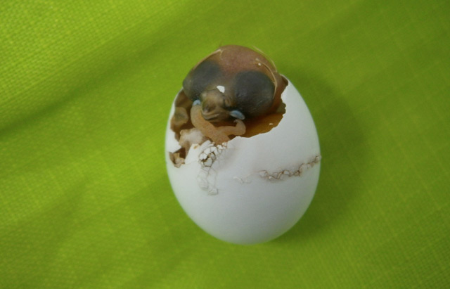 Zebrafink schlüpft aus dem Ei