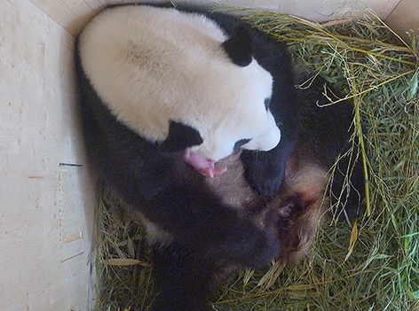Pandababy mit Mutter Yang Yang