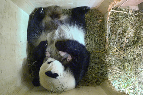 Panda-Zwillinge mit Mutter Yang Yang in der Wurfbox