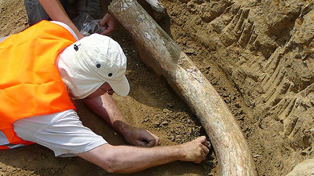 Mammut bei Bauarbeiten entdeckt