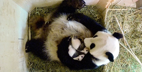 Panda mit Babys