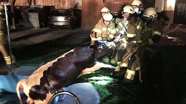 Feuerwehrleute retten Kühe aus Pool
