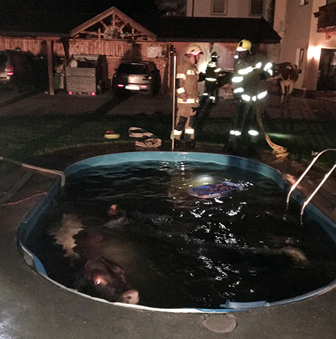 Feuerwehrleute retten Kühe aus Pool