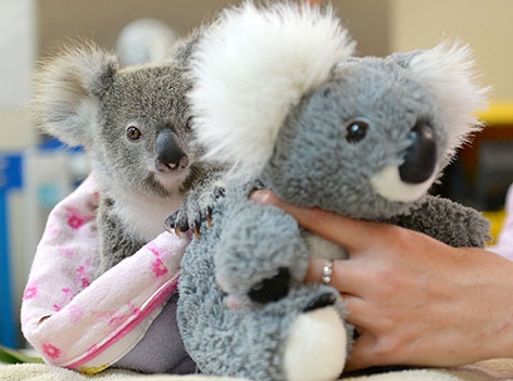 Verwaistes Koala-Baby und Stofftier