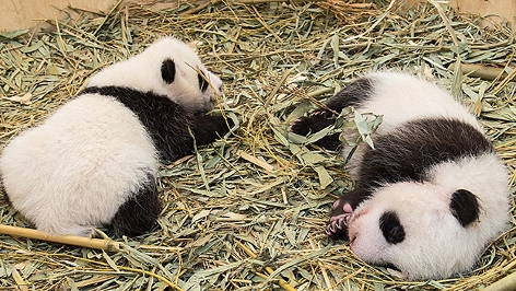 Pandas im Tiergarten Schönbrunn