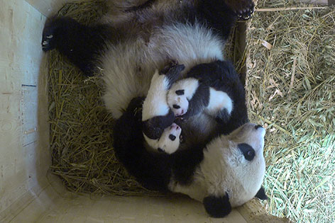 Die Panda-Zwillinge im Tiergarten Schönbrunn mit ihrer Mutter in der Wurfbox