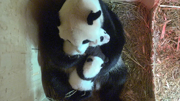 Panda-Nachwuchs mit Mama Yang Yang im Tiergarten Schönbrunn