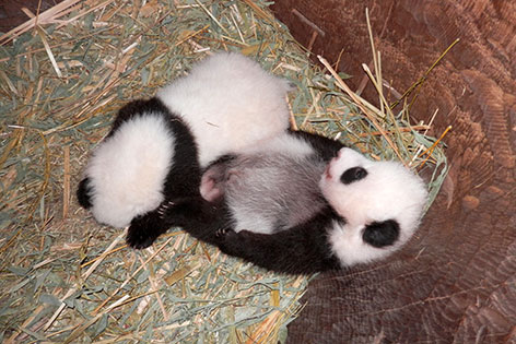 Panda-Nachwuchs im Tiergarten Schönbrunn