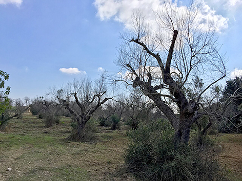 Tote Olivenbäume