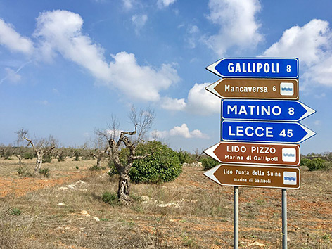 Olivenhain und Straßenschild mit Aufschrift "Lecce"