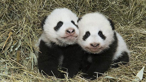 Panda Zwillinge in Schönbrunn