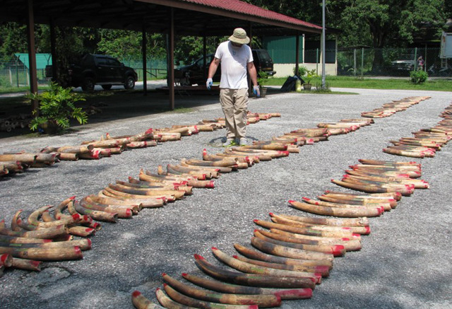 Beschlagnahmtes Elfenbein in Malaysia