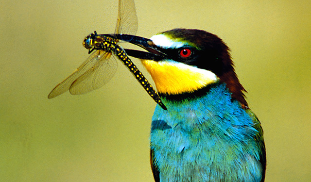 Singvogel: Bienenfresser mit Libelle im Schnabel
