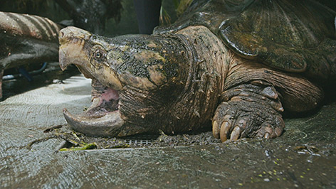 Alligator- oder Geierschildkröte