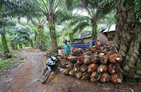 Palmernte in Indonesien