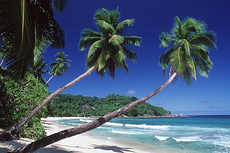 Palmen, weißer Strand und blaues Meer auf der Seychelleninsel Mahe