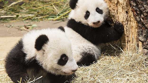 Panda Zwillinge auf ihrer ersten Entdeckungstour