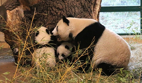 Panda Zwillinge auf ihrer ersten Entdeckungstour