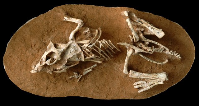 Überreste eines Protoceratops-Embryos