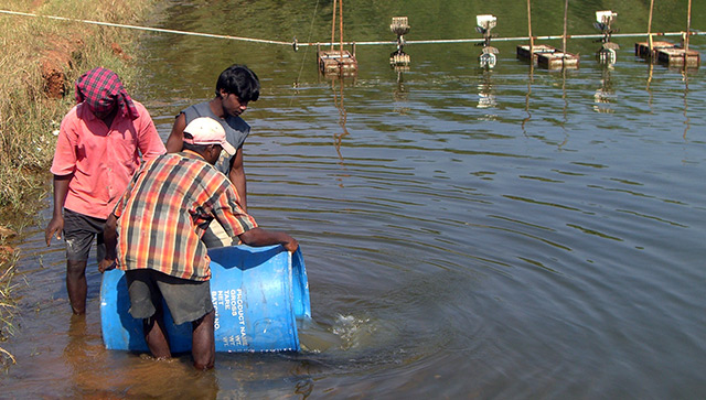 Fütterung in einer Shrimps-Aquakulturanlage in Goa, Indien