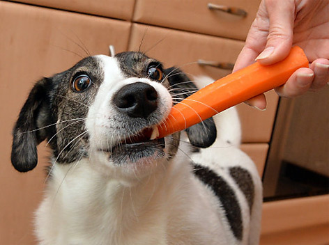 Hund frisst eine Karotte