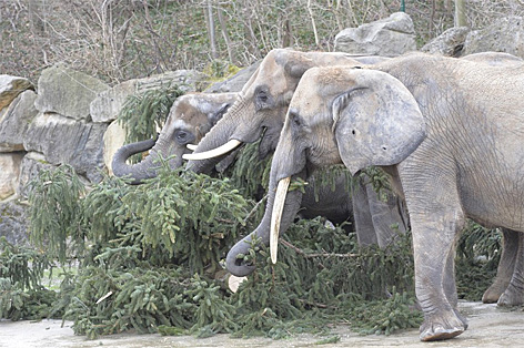 Elefanten knuspern im Tiergarten Schönbrunn an einer Tanne