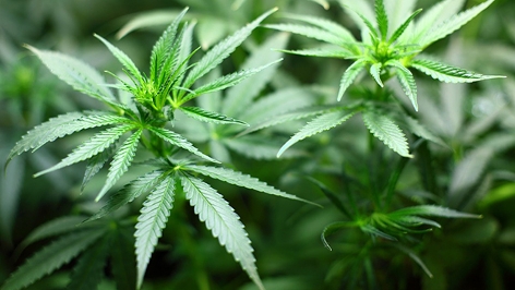Marihuana Blätter, Cannabis Pflanze