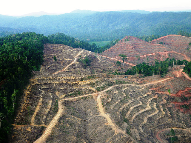 Abholzung auf Sumatra