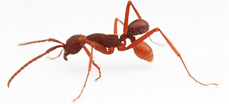 Käfer "Nymphister kronaueri" krallt sich am Hinterteil einer Ameise fest