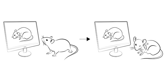 Zeichnung von sich kratzenden Mäusen