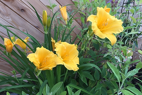 gelbe Blumen in einem Topf
