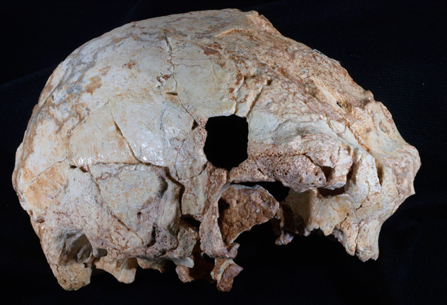 Cráneo de Aroeira, Schädel gefunden in Portugal