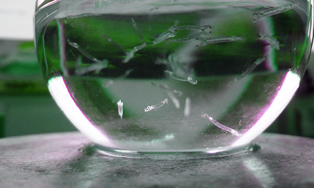 Larven der Büschelmücke in einem Wasserglas
