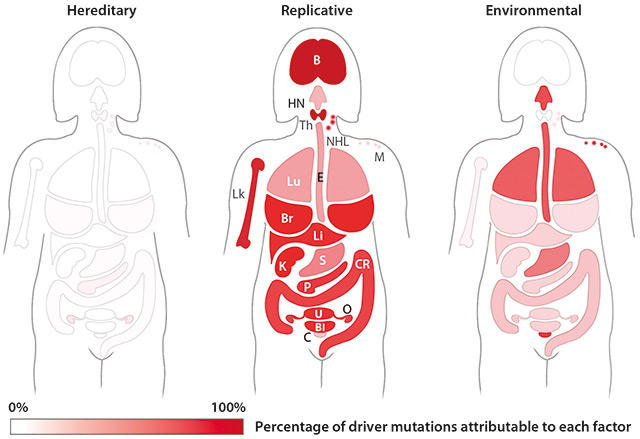Grafik: die Rolle der Krebsmutationen in verschiedenen Organen