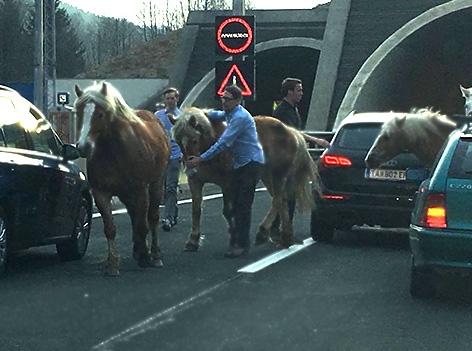 Pferde auf der Autobahn