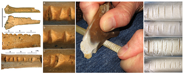 Fossiler Rabenknochen sowie ein Knochen aus einem aktuellen Experiment