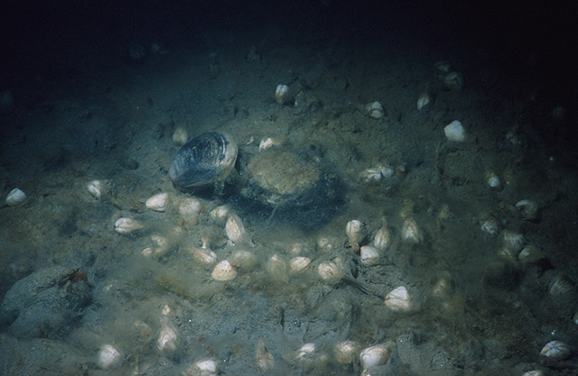 Weiße Muscheln auf dem schlammigen Meeresboden