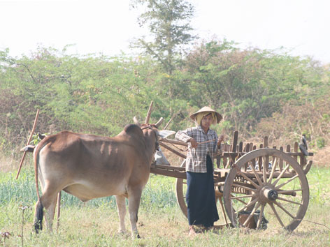 Myanmar Burma Feldarbeit Ochsengespann