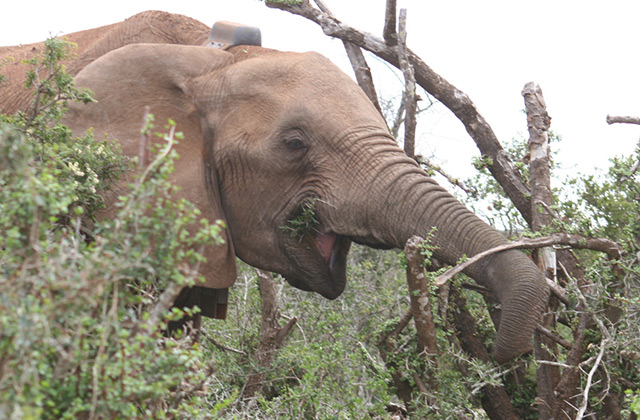 Eine der beiden Elefantendamen mit Messgerät am Kopf