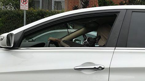 Ein Hund schaut in L.A. aus einem Auto.
