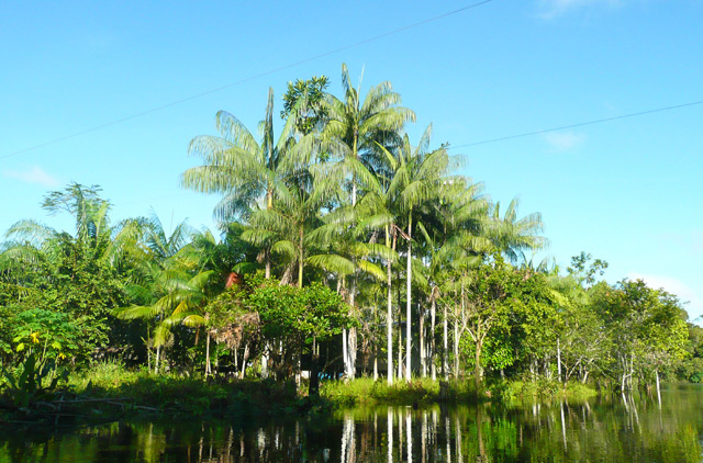 Euterpe precatoria Palmenart im Amazonas